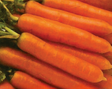 Little Finger Baby Carrot Seeds